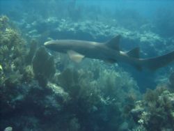 Reef Shark off Key Largo by Mark Schmitt 